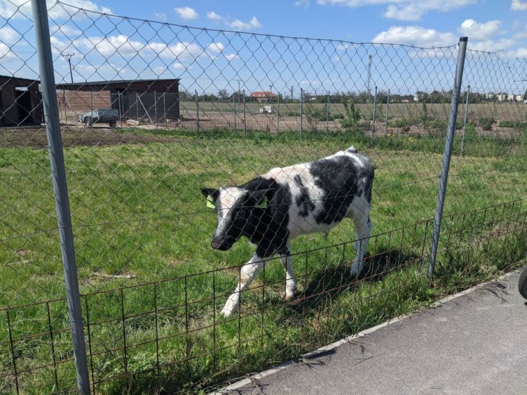 Cyklochodník Most pri Bratislave Studené - farma